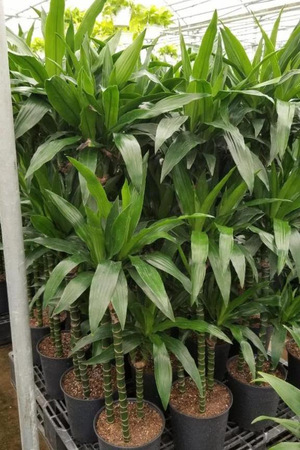 Lisa Elegance Dracaena